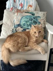 Reunited Male Cat last seen Knoll and Cooper, Vista, CA 92083