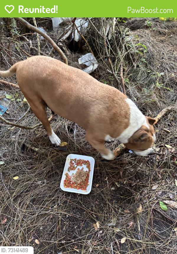 Reunited Female Dog last seen Windmill point, Kissimmee, FL 34746