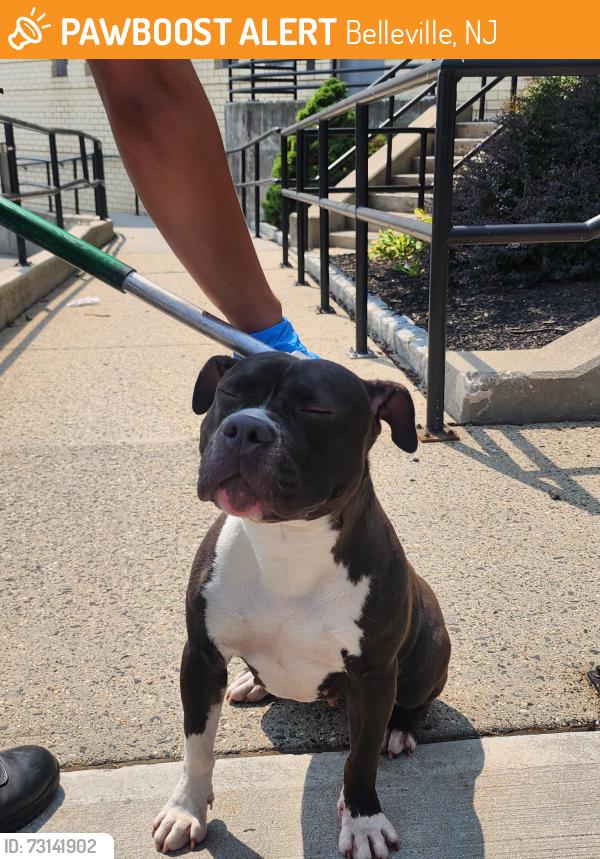 Found/Stray Female Dog last seen Baldwin Pl and Joralemon St, Belleville, NJ 07109
