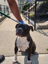 Found/Stray Female Dog last seen Baldwin Pl and Joralemon St, Belleville, NJ 07109