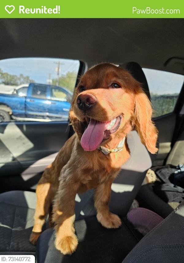 Reunited Female Dog last seen Thomas & Hayden, Scottsdale, AZ 85251