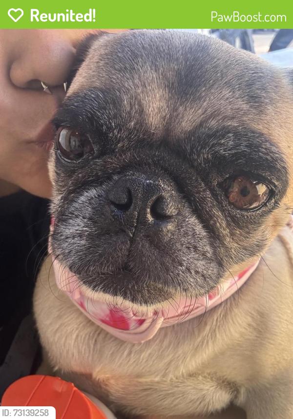 Reunited Female Dog last seen Harmon and Pacyna, Sunrise Manor, NV 89122