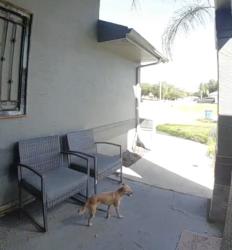 Found/Stray Unknown Dog last seen Carol Dr & Cone Ave, Palm Bay, FL 32907