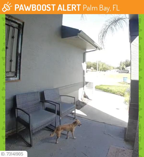 Found/Stray Unknown Dog last seen Carol Dr & Cone Ave, Palm Bay, FL 32907