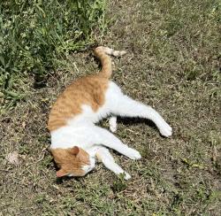 Reunited Male Cat last seen Fowler Avenue & Bel Mar Drive, Ogden, UT 84403