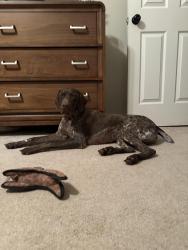 Reunited Male Dog last seen Casteel road and Villa rica road, Powder Springs, GA 30127