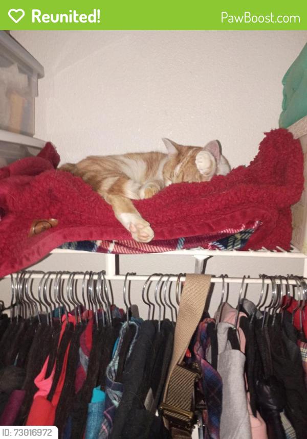 Reunited Female Cat last seen Deschutes River Woods, Bend, OR 97702