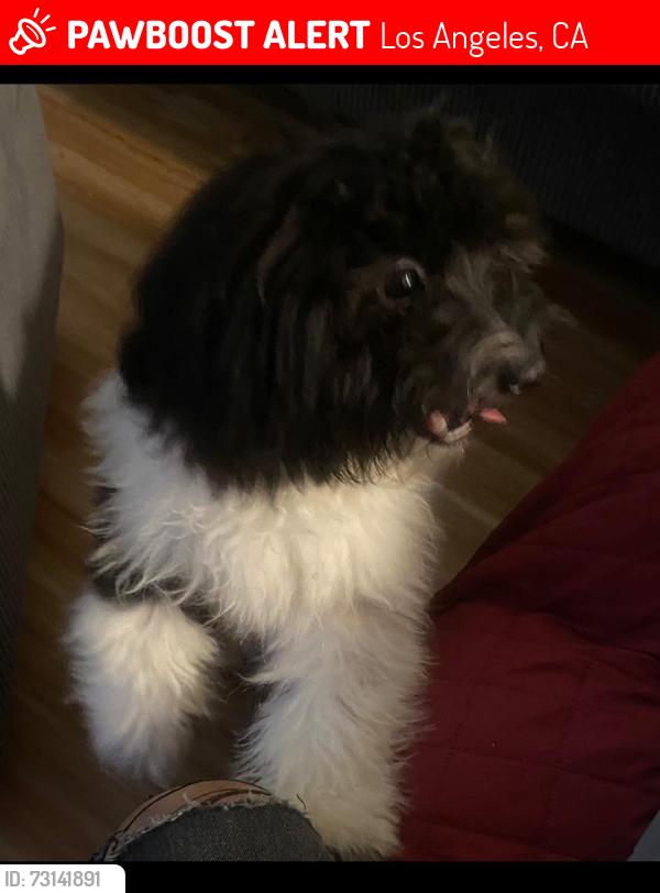 Lost Female Dog last seen Western, Los Angeles, CA 90062