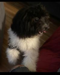 Lost Female Dog last seen Western, Los Angeles, CA 90062