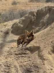 Lost Female Dog last seen S cloverdale and Poen rd Kuna, Ada County, ID 83634