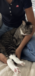 Lost Male Cat last seen Martin Downs Road in Martin Downs Community, Palm City, FL 34990