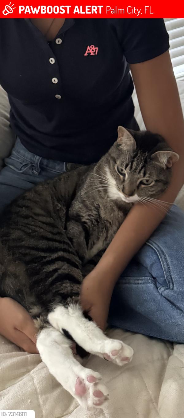 Lost Male Cat last seen Martin Downs Road in Martin Downs Community, Palm City, FL 34990