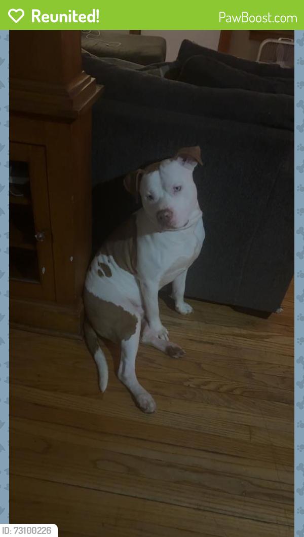 Reunited Male Dog last seen Highway 24 and sterling, Independence, MO 64053