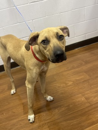 Shelter Stray Female Dog last seen Near Greenwell Springs Rd, 70814, LA, 2550 Gourrier Ave, Baton Rouge, LA 70820, USA