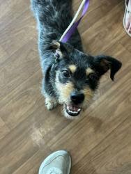 Shelter Stray Male Dog last seen Near S River Rd, 70802, LA, 2550 Gourrier Ave, Baton Rouge, LA 70820, USA