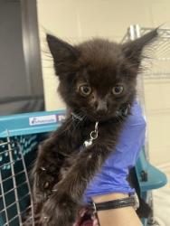 Shelter Stray Female Cat last seen Near Washington Ave, 70802, LA, 2550 Gourrier Ave, Baton Rouge, LA 70820, USA