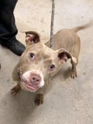 Shelter Stray Female Dog last seen Quincy Opportunity Corridor, 3rd District, OH, 9203 Detroit Ave, Cleveland, OH 44102, USA