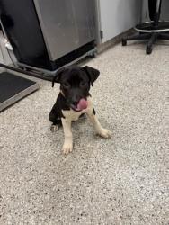 Shelter Stray Male Dog last seen Pinnacle View Dr, County/Unicorporated, NC, 1491 Business Park Ct, Gastonia, NC 28052, USA