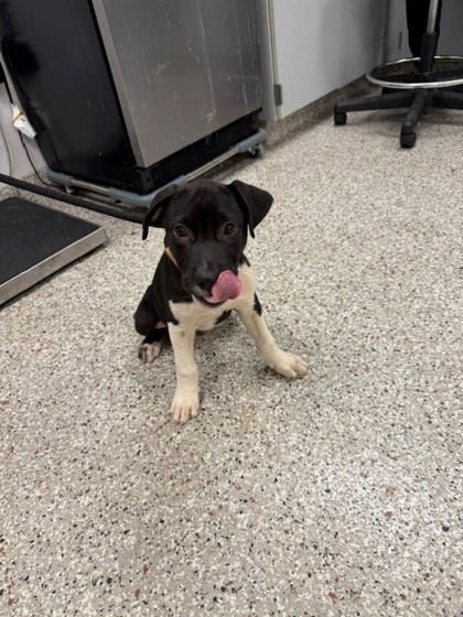 Shelter Stray Male Dog last seen Pinnacle View Dr, County/Unicorporated, NC, 1491 Business Park Ct, Gastonia, NC 28052, USA