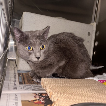 Shelter Stray Male Cat last seen Annandale, VA, 22003, Hummer Rd & Royce St, Fairfax County, VA, 4500 West Ox Rd, Fairfax, VA 22030, USA