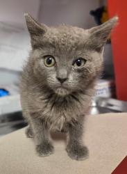 Shelter Stray Female Cat last seen E Olive and N Sunnyside, Fresno Zone Fresno CO 2 93727, CA, 1510 W Dan Ronquillo Dr, Fresno, CA 93706, USA