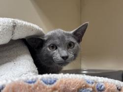 Shelter Stray Male Cat last seen Near Colonial Way, Apt F, Atlanta, GA 30341, 30341, GA, 3280 Chamblee Dunwoody Rd, Chamblee, GA 30341, USA