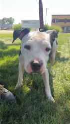 Shelter Stray Unknown Dog last seen 38th and Keystone, Lost/Found, IN, 10501 Hague Rd, Fishers, IN 46038, USA