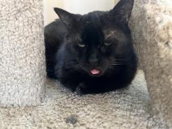 Reunited Male Cat last seen Near Rue Millar, Saint-Laurent, QC H4L 3H4, Canada, Montréal, QC H4L 3H4