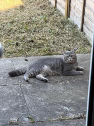 Lost Male Cat last seen The waterways, Longford, England CV6 6NA