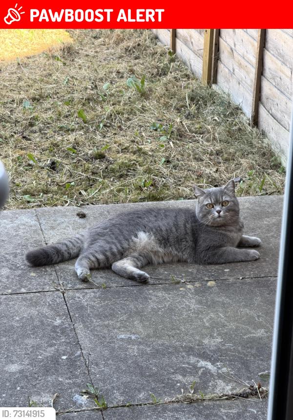 Lost Male Cat last seen The waterways, Longford, England CV6 6NA