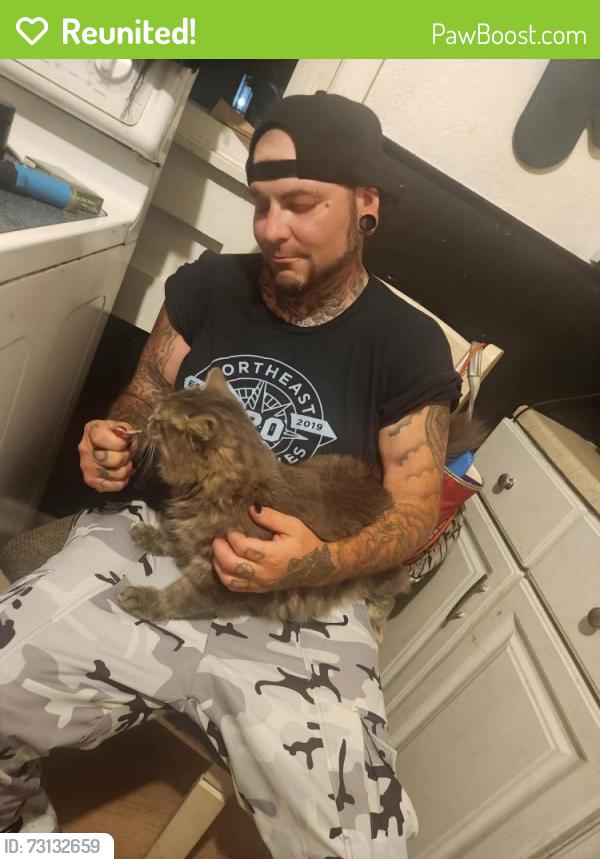 Reunited Male Cat last seen Alley way behind pine st tamaqua pa, Tamaqua, PA 18252
