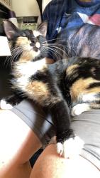 Reunited Female Cat last seen Tholozan and Brannon, St. Louis, MO 63109