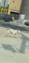 Found/Stray Unknown Dog last seen Old York Road x Rising Sun Ave, Philadelphia, PA 19141