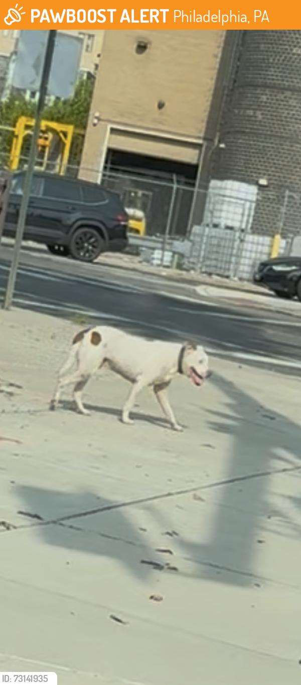 Found/Stray Unknown Dog last seen Old York Road x Rising Sun Ave, Philadelphia, PA 19141