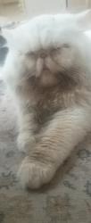 Reunited Male Cat last seen 4th ave 11st, New Westminster, BC 