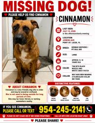Reunited Female Dog last seen Port St. Lucie Blvd, Port St. Lucie, FL 34953