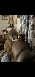 Lost Male Dog last seen Robertson town road and West Chaple drive, Bumpass, VA 23024