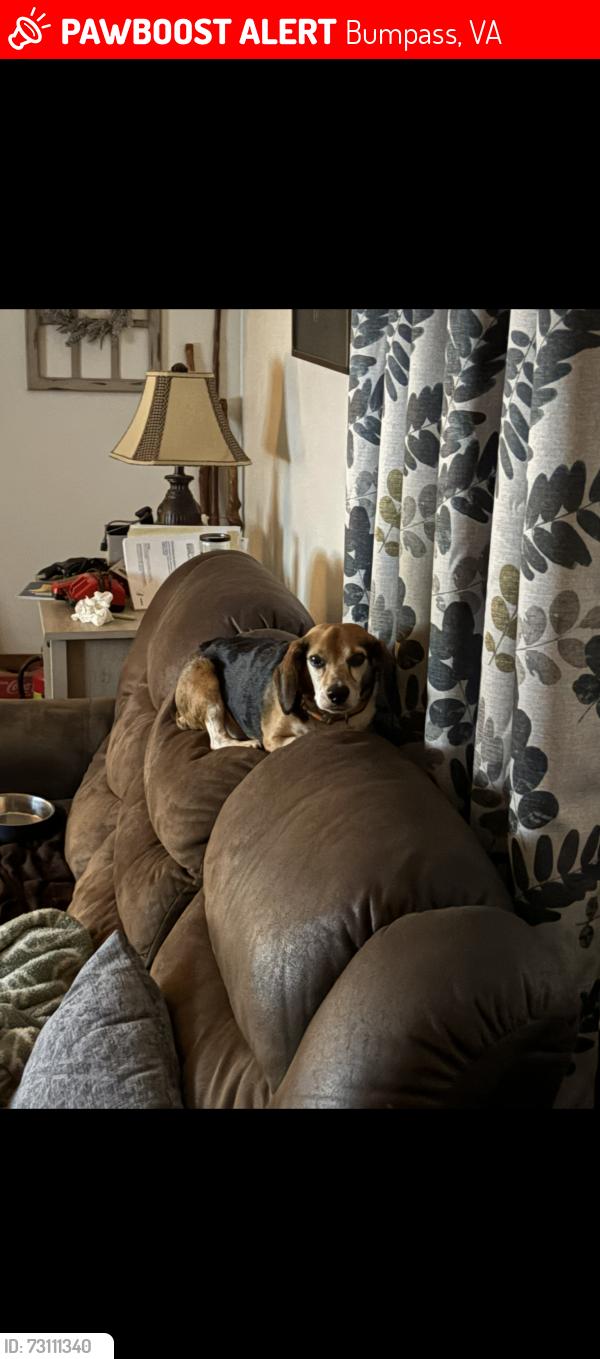 Lost Male Dog last seen Robertson town road and West Chaple drive, Bumpass, VA 23024
