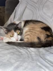 Reunited Female Cat last seen Salerno Dr, Oakdale, PA 15071