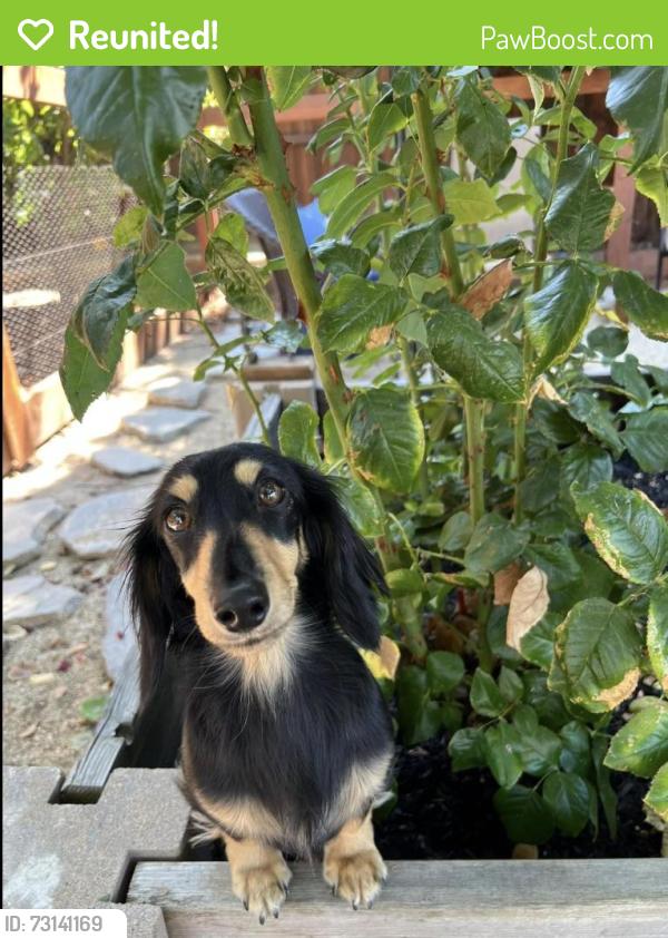 Reunited Female Dog last seen Rutherford canyon rd, Loomis, CA 95650