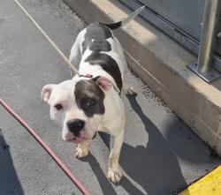 Shelter Stray Male Dog last seen Forest Avenue, STATEN ISLAND, NY, 10303, 3139 Veterans Rd W, Staten Island, NY 10309, USA