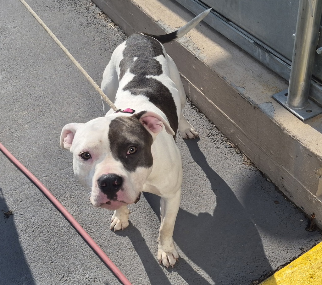Shelter Stray Male Dog last seen Forest Avenue, STATEN ISLAND, NY, 10303, 3139 Veterans Rd W, Staten Island, NY 10309, USA