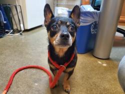 Shelter Stray Female Dog last seen Near Sonia Court, Vista, CA, 92084, Oceanside, CA 92058, USA