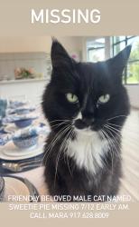 Reunited Male Cat last seen Paddock Drive, Wellington, FL 33414