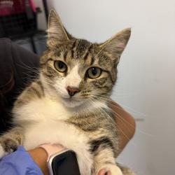 Shelter Stray Female Cat last seen Off of I-15 in the desert in Nevada., Jean, NV, 89019, 5500 Gaines St, San Diego, CA 92110, USA