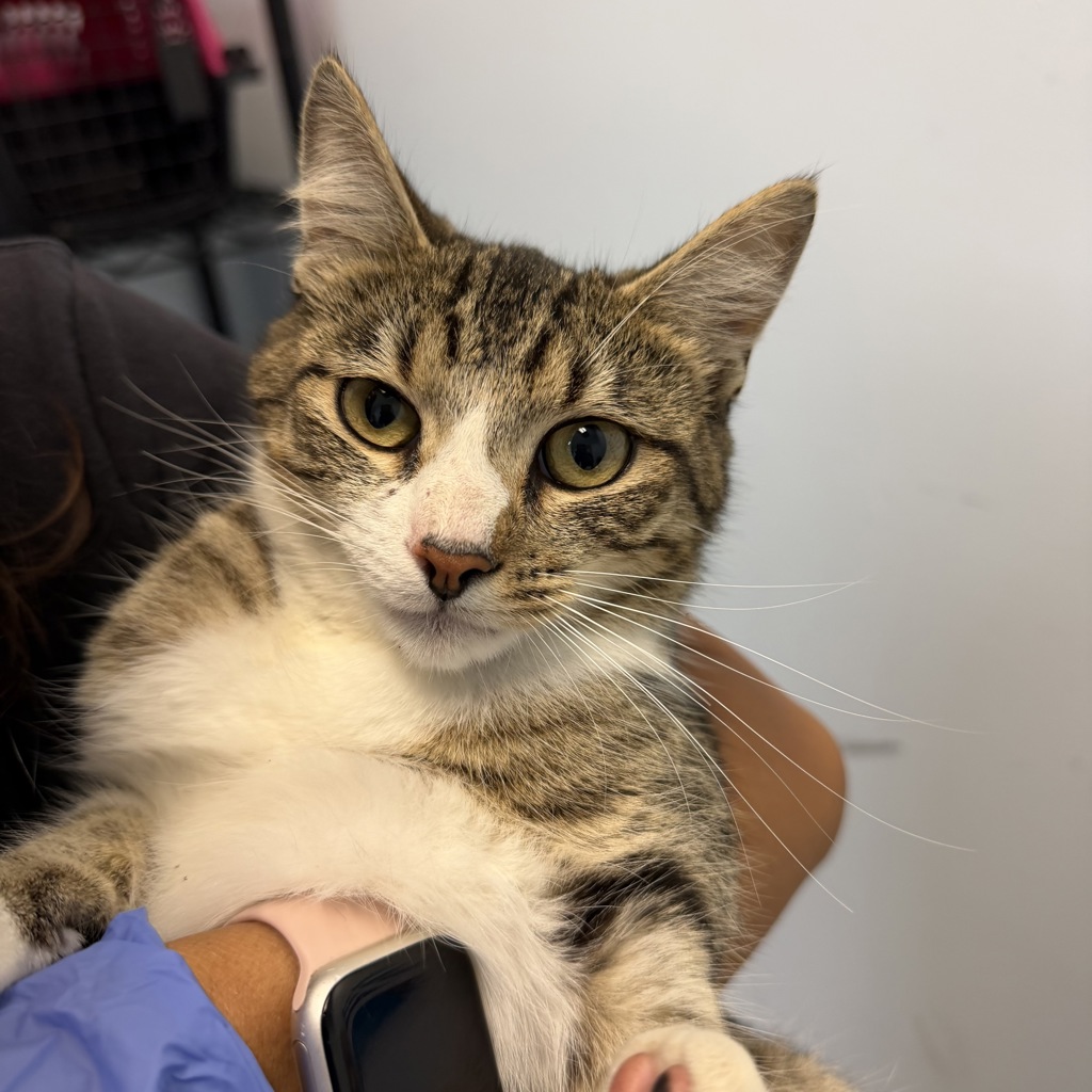 Shelter Stray Female Cat last seen Off of I-15 in the desert in Nevada., Jean, NV, 89019, 5500 Gaines St, San Diego, CA 92110, USA
