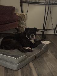 Lost Male Dog last seen Hwy 153 China Grove, China Grove, NC 28023