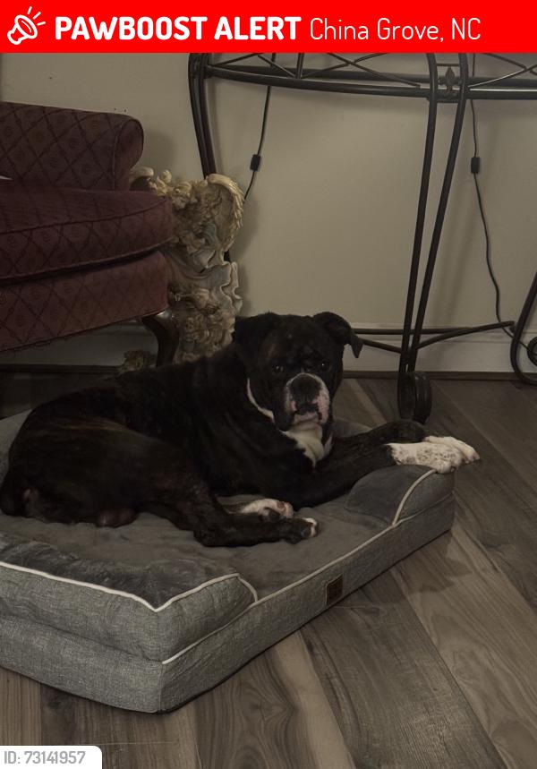 Lost Male Dog last seen Hwy 153 China Grove, China Grove, NC 28023