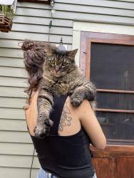 Reunited Male Cat last seen Randal and John, Cleveland, OH 44113