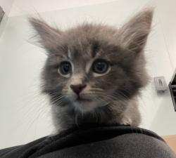 Shelter Stray Male Cat last seen Near 76th Street, BROOKLYN, NY, 11214, 326 E 110th St, New York, NY 10029, USA